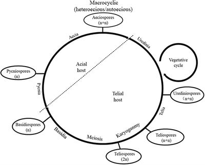 Multinuclei Occurred Under Cryopreservation and Enhanced the Pathogenicity of Melampsora larici-populina